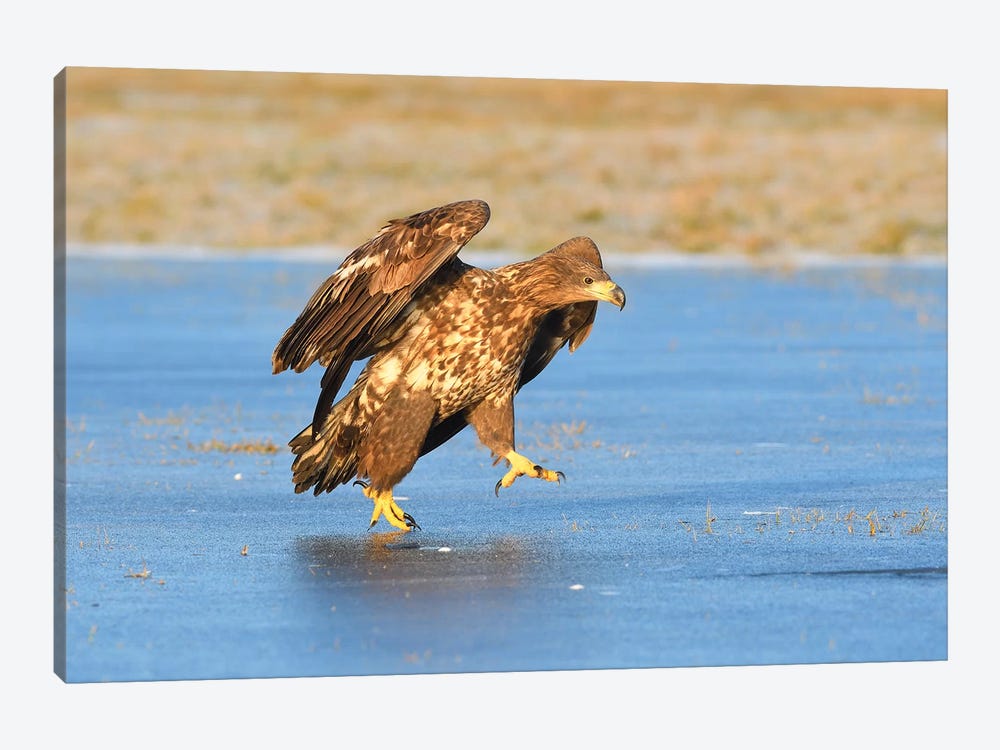 White-Tailed Eagle On Ice by Elmar Weiss 1-piece Canvas Print