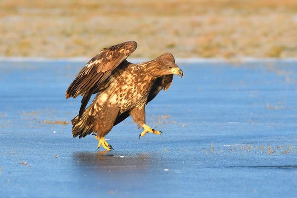 Elmar Weiss: White-Tailed Eagle On Ice by Elmar Weiss
