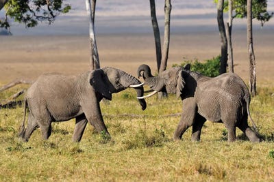 Wrestling Elephants by Elmar Weiss framed canvas print