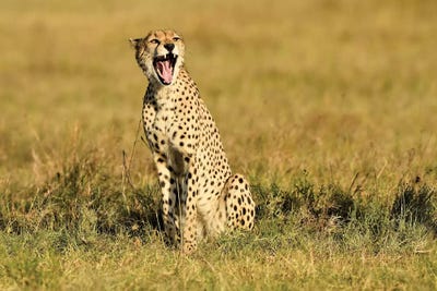Yawning Cheetah by Elmar Weiss framed canvas print