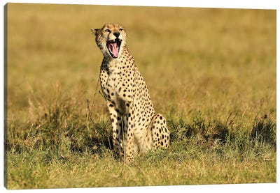 Yawning Cheetah Canvas Art Print - Elmar Weiss