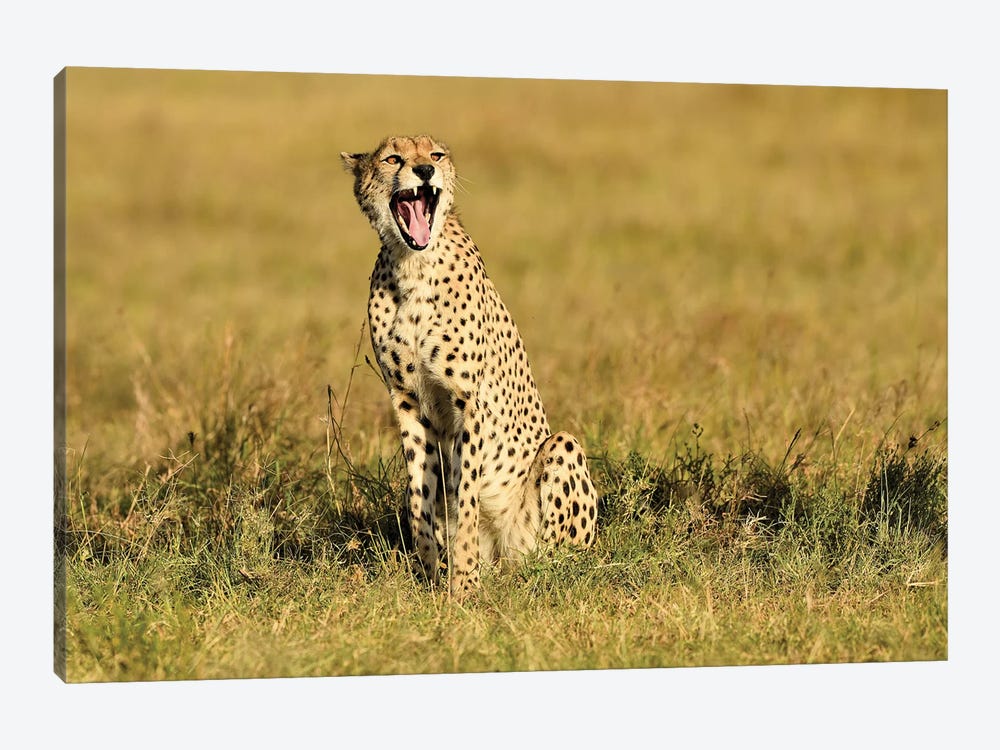 Yawning Cheetah by Elmar Weiss 1-piece Canvas Wall Art