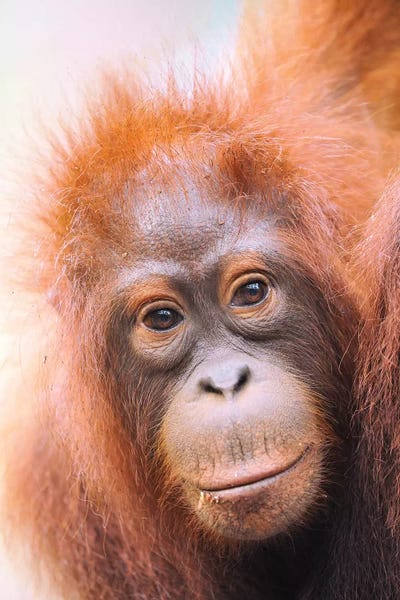 Young Orangutan Portrait by Elmar Weiss framed wall art