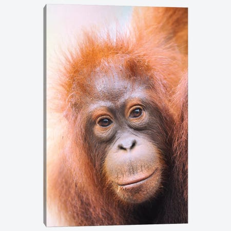 Young Orangutan Portrait Canvas Print #ELM392} by Elmar Weiss Canvas Art