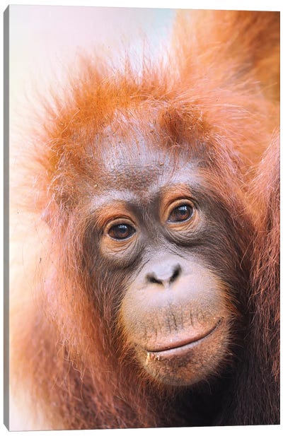 Young Orangutan Portrait Canvas Art Print - Orangutan Art