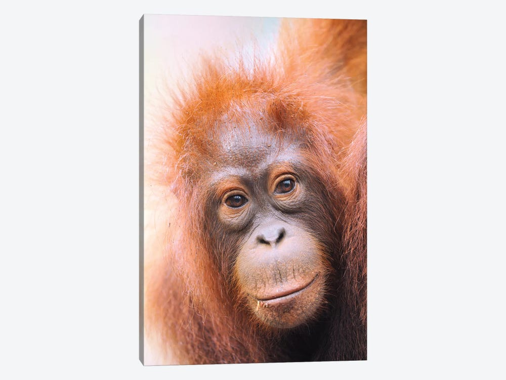 Young Orangutan Portrait by Elmar Weiss 1-piece Canvas Print