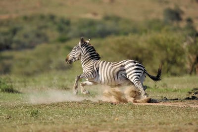 Zebra On The Run by Elmar Weiss art print