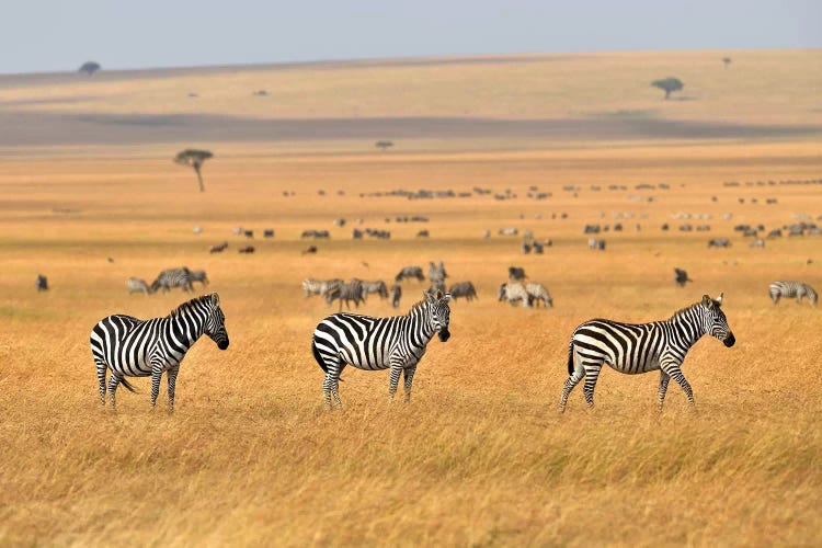 Zebra Plains Masai Mara