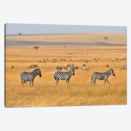 Zebra Plains Masai Mara Canvas Print #ELM396} by Elmar Weiss Art Print