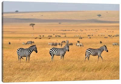 Zebra Plains Masai Mara Canvas Art Print - Kenya
