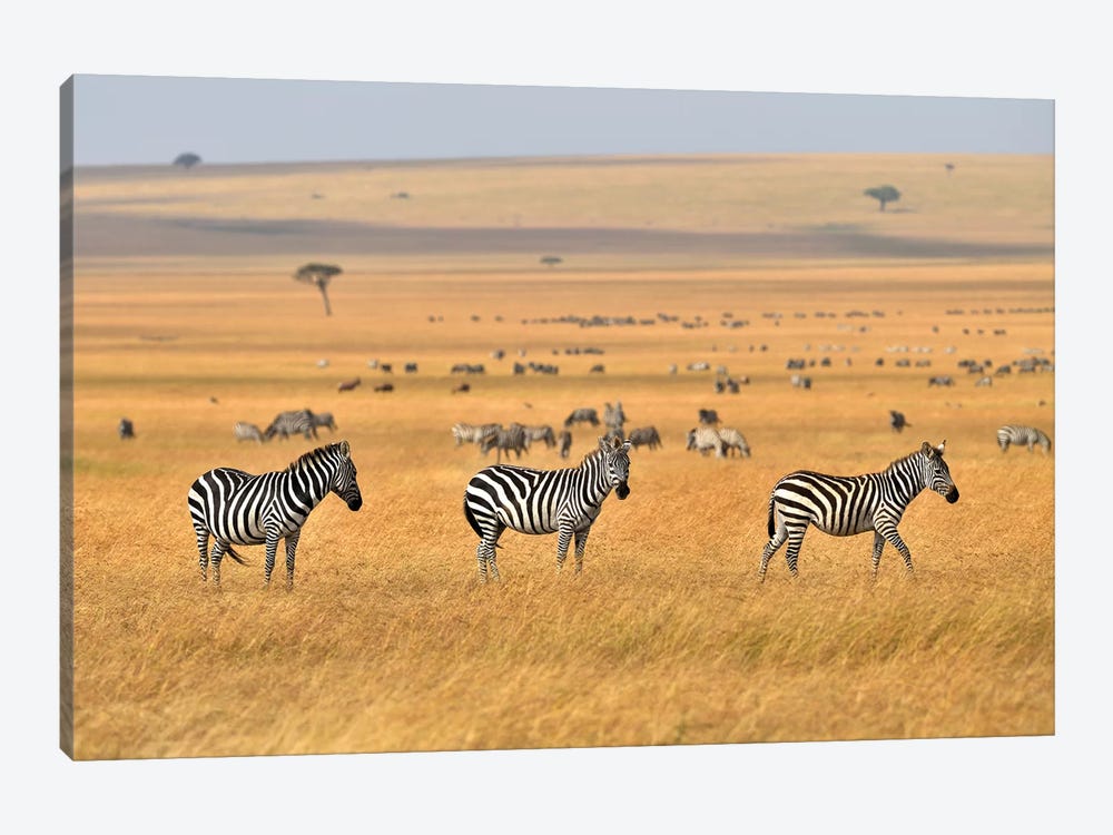 Zebra Plains Masai Mara by Elmar Weiss 1-piece Canvas Art Print