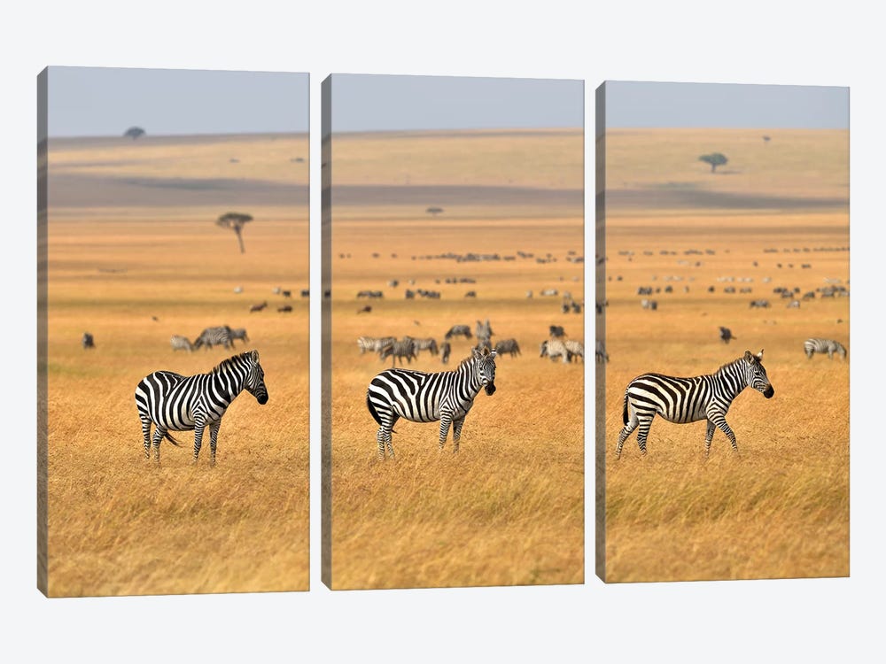 Zebra Plains Masai Mara by Elmar Weiss 3-piece Art Print