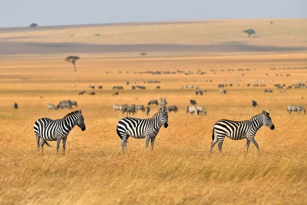 Elmar Weiss: Zebra Plains Masai Mara by Elmar Weiss
