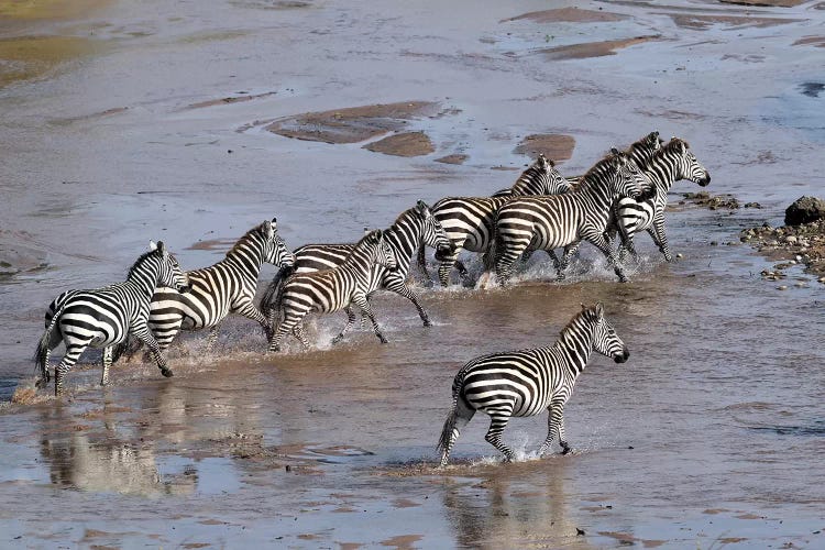 Zebras Crossing A River