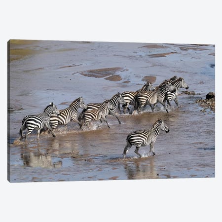 Zebras Crossing A River Canvas Print #ELM397} by Elmar Weiss Canvas Print