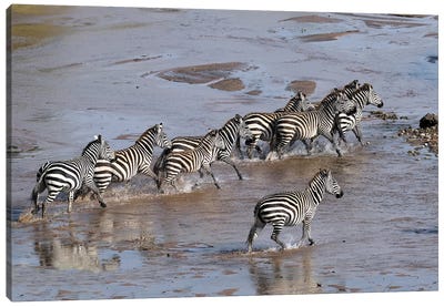 Zebras Crossing A River Canvas Art Print - Elmar Weiss