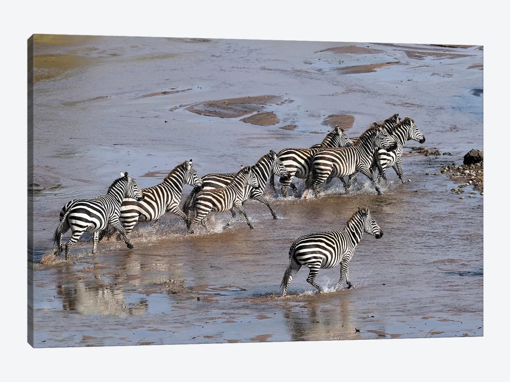 Zebras Crossing A River by Elmar Weiss 1-piece Canvas Art
