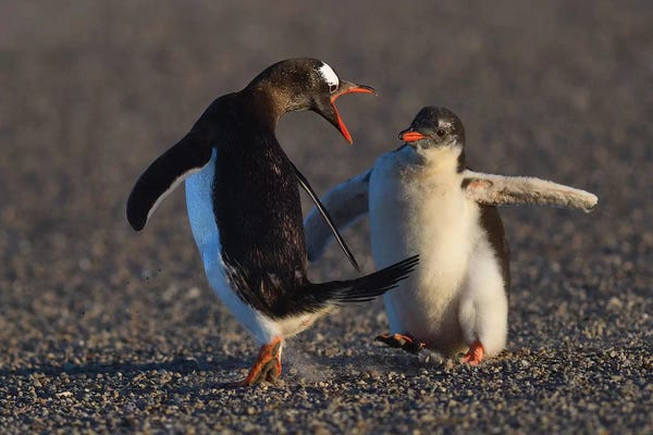 Elmar Weiss: Falkland III by Elmar Weiss