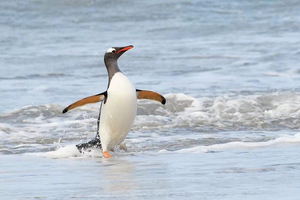 Elmar Weiss: Back From Fishing by Elmar Weiss