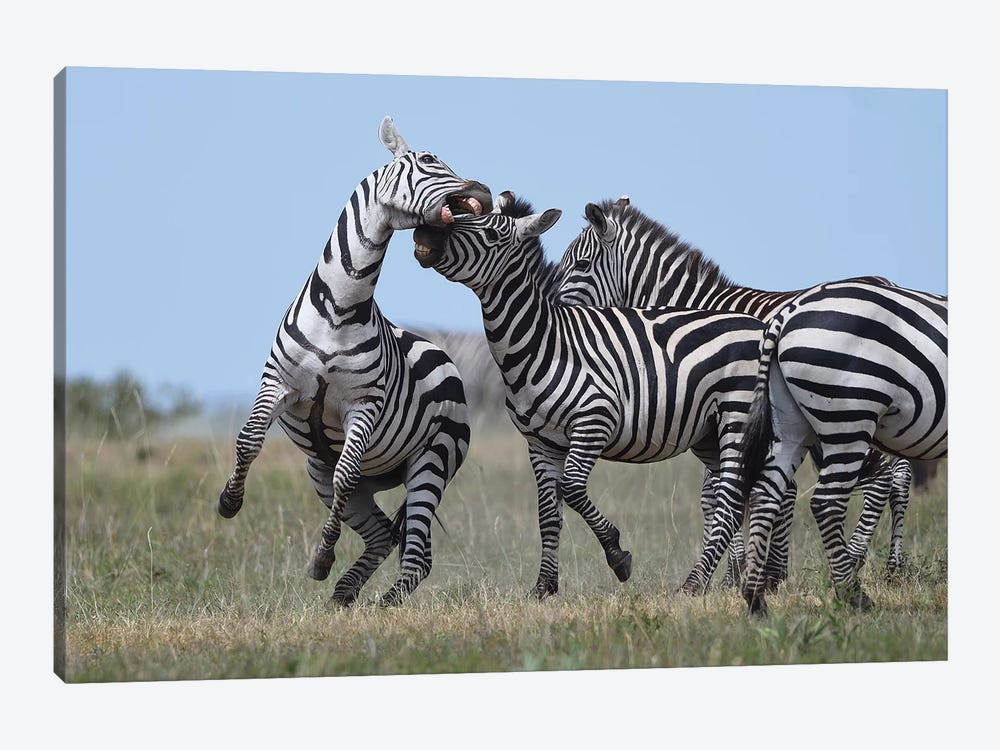 Fighting Zebras by Elmar Weiss 1-piece Canvas Print