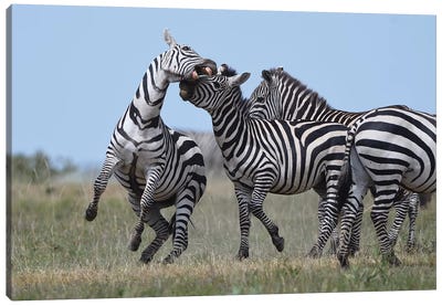 Fighting Zebras Canvas Art Print - Elmar Weiss