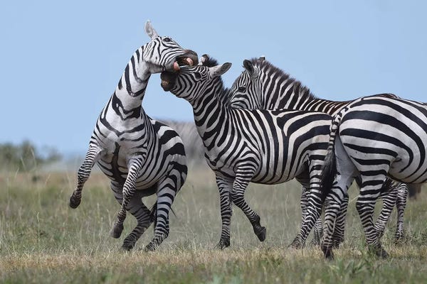 Elmar Weiss: Fighting Zebras by Elmar Weiss