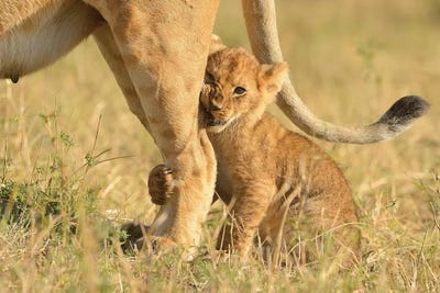First Hunt - Crowned With Success by Elmar Weiss canvas print