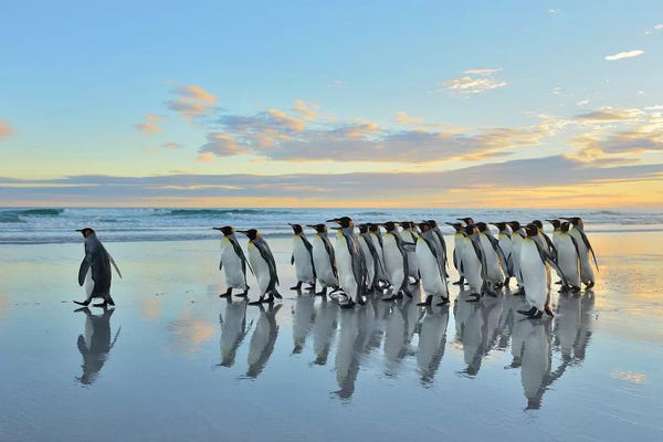 Elmar Weiss: Follow Me by Elmar Weiss