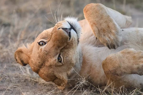 Elmar Weiss: Funny Lioness by Elmar Weiss