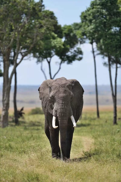 Elmar Weiss: Gentle Giant by Elmar Weiss