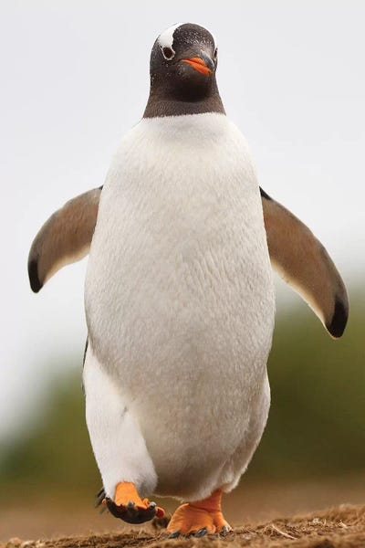 Elmar Weiss: Gentoo Penguin by Elmar Weiss