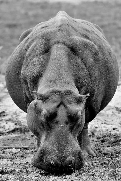 Grasing Hippo