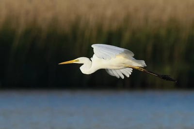 Great Egret by Elmar Weiss art print