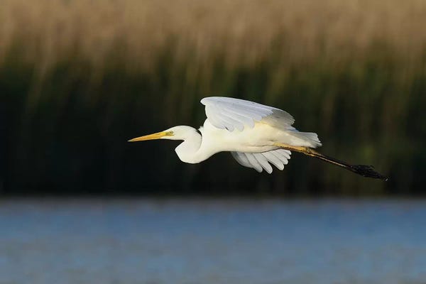 Elmar Weiss: Great Egret by Elmar Weiss