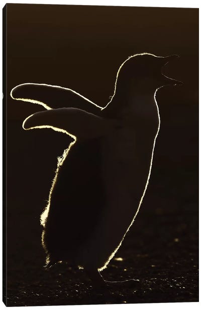 Backllighted Gentoo Penguin Chick Canvas Art Print - Elmar Weiss