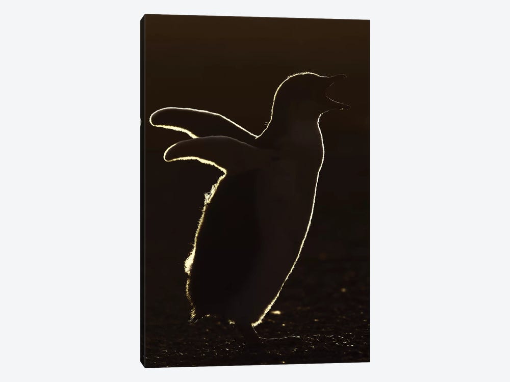 Backllighted Gentoo Penguin Chick by Elmar Weiss 1-piece Canvas Wall Art