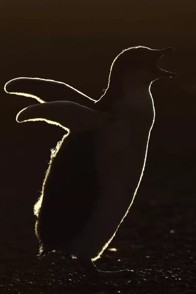 Elmar Weiss: Backllighted Gentoo Penguin Chick by Elmar Weiss