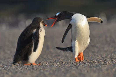 Bad Chick! by Elmar Weiss framed canvas print