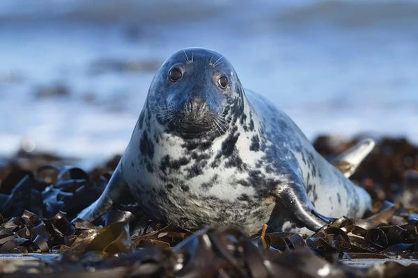 Elmar Weiss: Grey Seal by Elmar Weiss