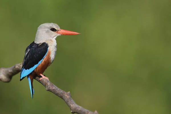 Elmar Weiss: Grey-Headed Kingfisher by Elmar Weiss