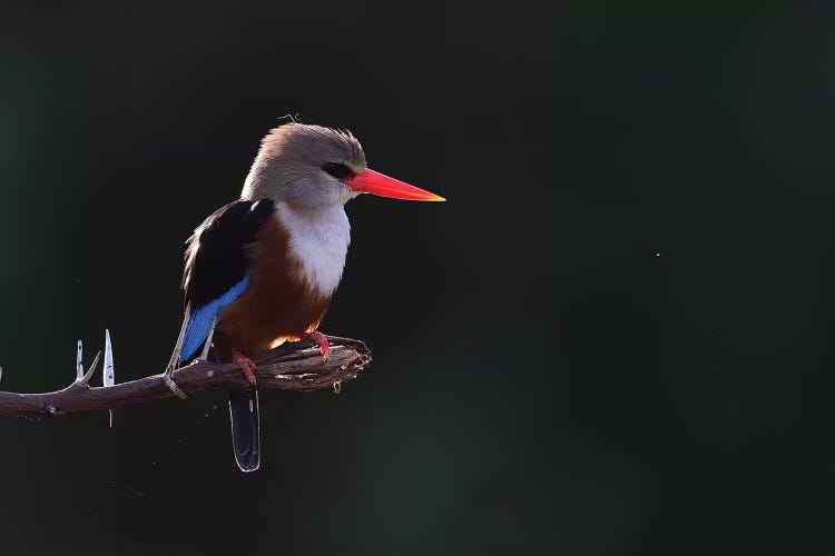 Grey-Headed Kingfisher Backlight by Elmar Weiss wall art
