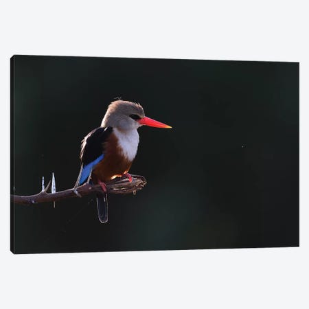 Grey-Headed Kingfisher Backlight Canvas Print #ELM52} by Elmar Weiss Canvas Art Print