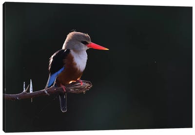 Grey-Headed Kingfisher Backlight Canvas Art Print - Elmar Weiss