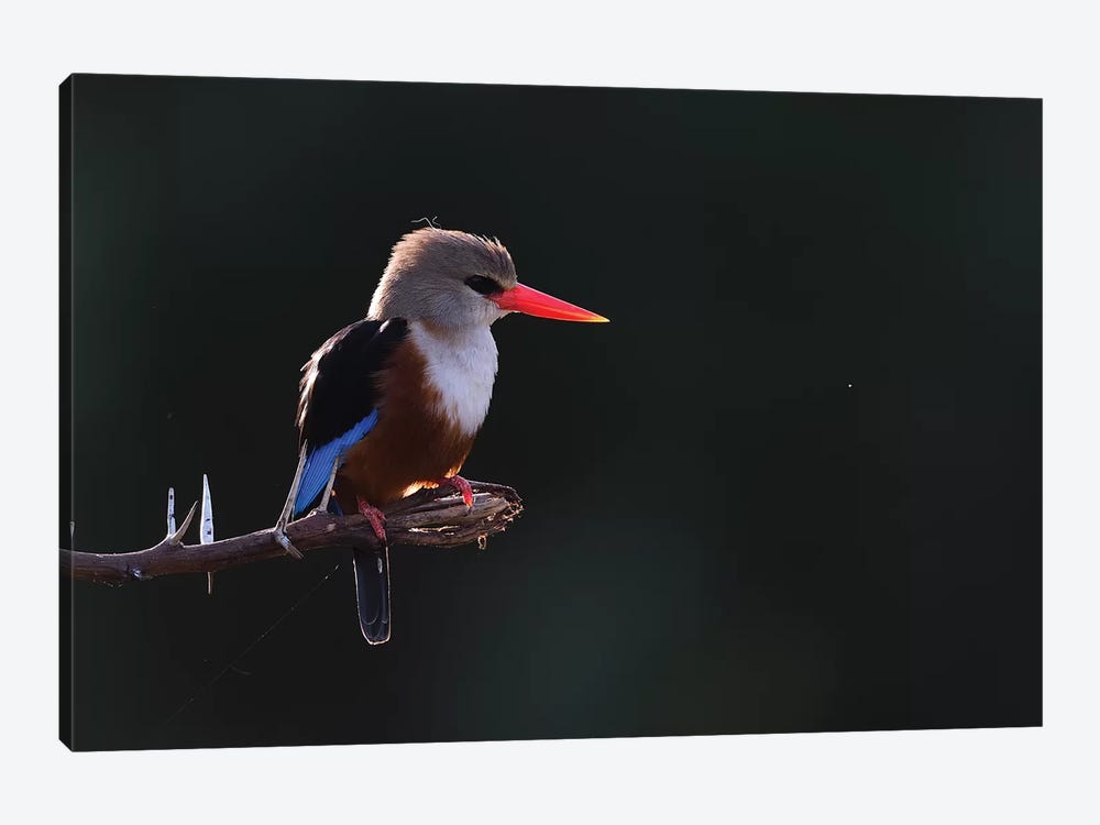 Grey-Headed Kingfisher Backlight by Elmar Weiss 1-piece Art Print