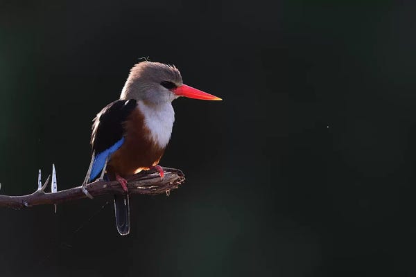 Elmar Weiss: Grey-Headed Kingfisher Backlight by Elmar Weiss
