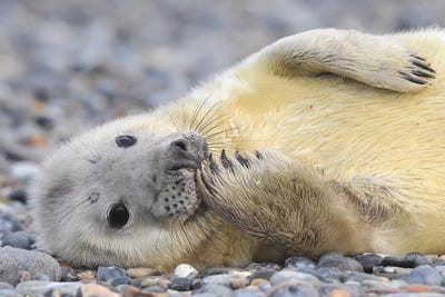 Grinning Grey Seal Pub by Elmar Weiss framed canvas print