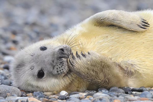 Elmar Weiss: Grinning Grey Seal Pub by Elmar Weiss