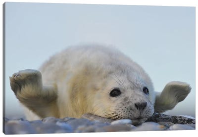Hello! Canvas Art Print - Seals