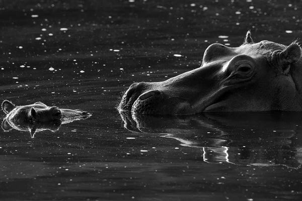 Elmar Weiss: Hippo With Baby by Elmar Weiss