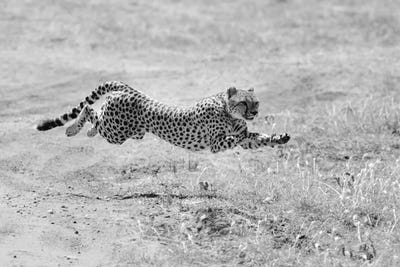 Hunting Mode by Elmar Weiss framed canvas print